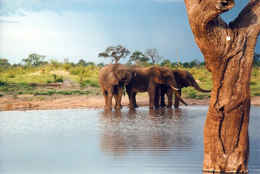 Слоны на водопое в парке Хванге